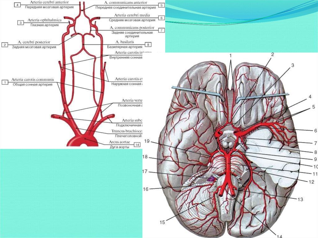 Анатомия сосудов головы. Кровообращение головного мозга анатомия. Кровоснабжение головного мозга схема вены. Кровоснабжение головы и шеи схема.
