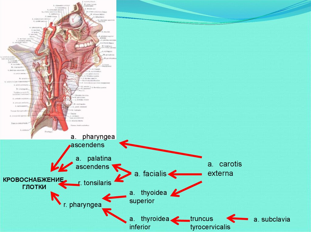 Артерии шеи схема