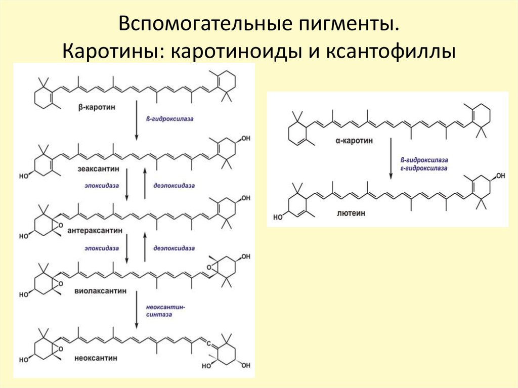 Пигмент каротиноиды. Виолаксантиновый цикл. Функции зеаксантина в растении. Виолаксантин высшие растения.