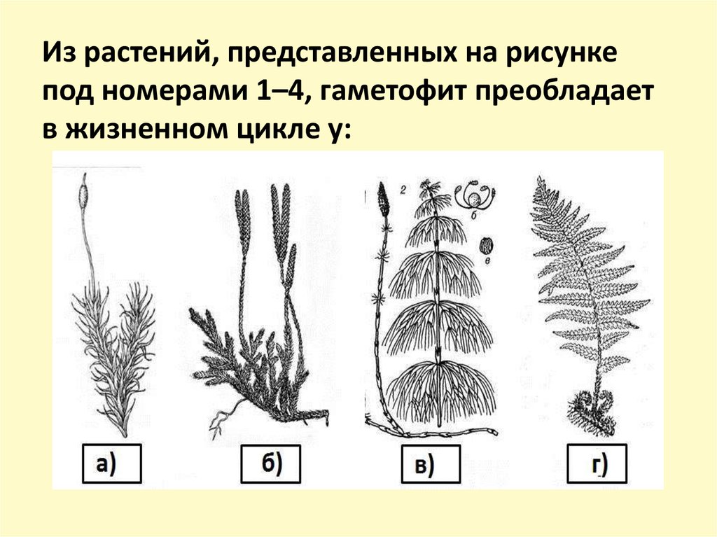 Цветок гаметофит