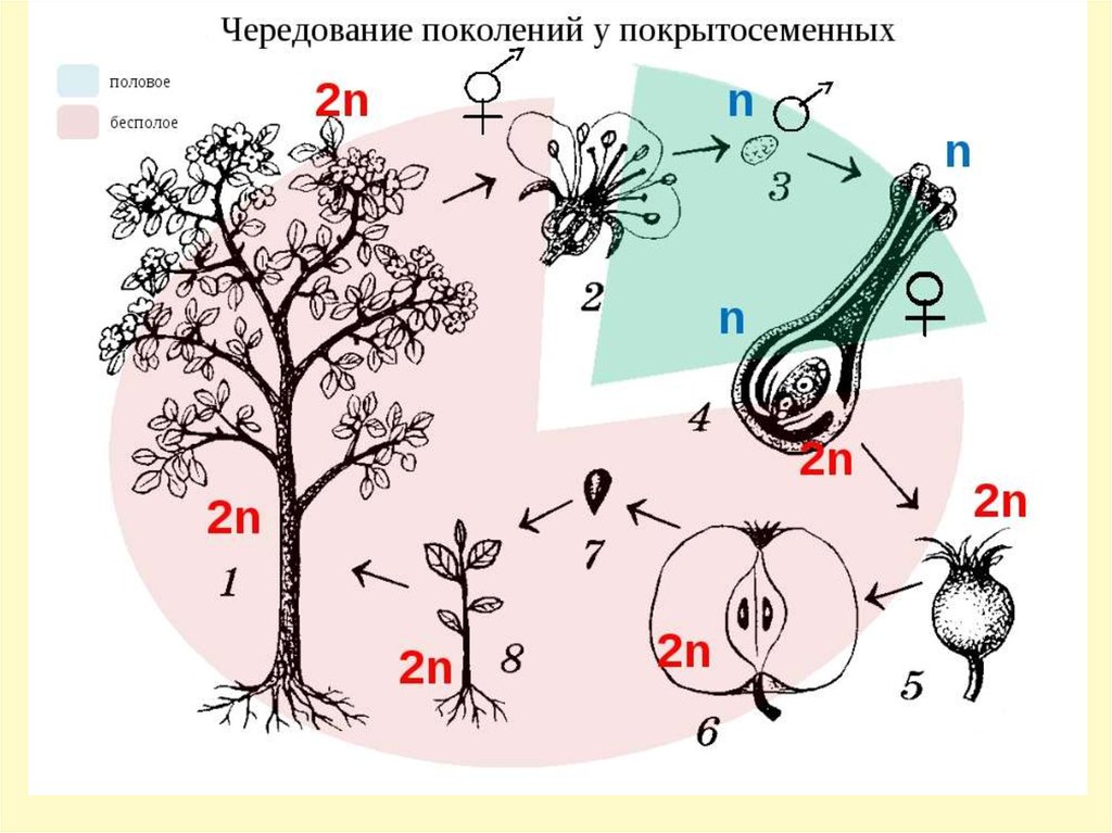 Покрытосеменные диплоидные. Цикл развития покрытосеменных схема. Цикл развития цветковых растений. Жизненный цикл покрытосеменных растений схема. Цикл размножения покрытосеменных ЕГЭ.