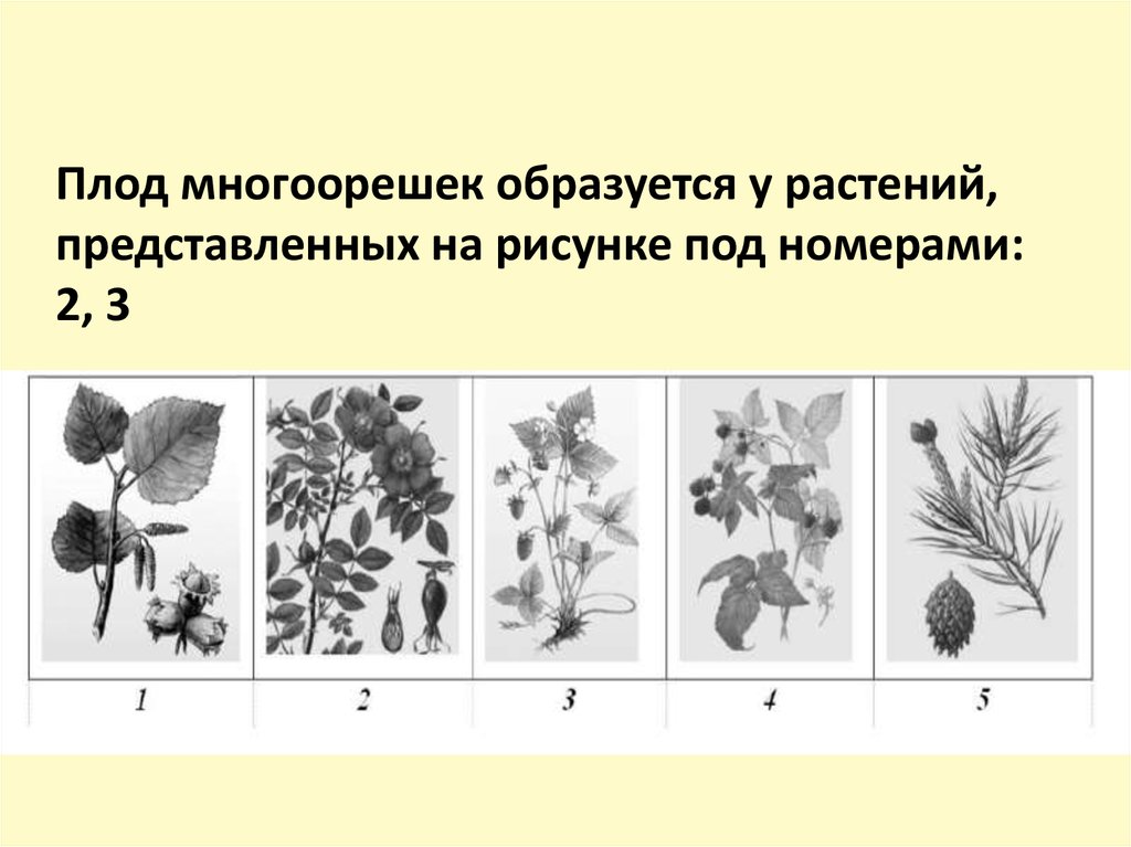 Пигменты растений презентация