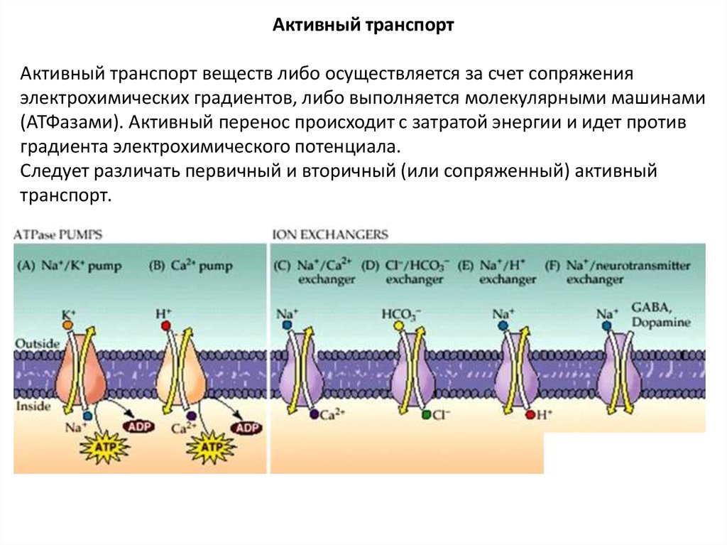 Активный транспорт веществ механизм. Активный транспорт веществ. Вторичный активный транспорт. Механизм активного транспорта. Активный механизм транспорта веществ это.