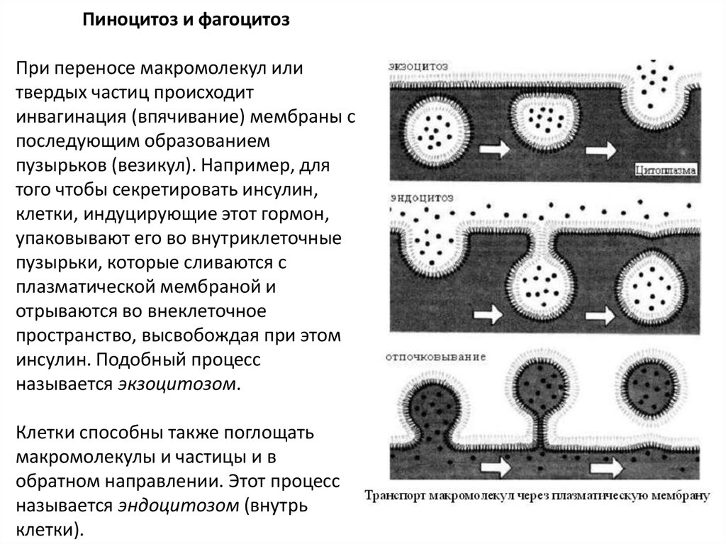 Эндоцитоз транспорт. Фагоцитоз пиноцитоз экзоцитоз. Эндоцитоз и экзоцитоз схема. Обратный пиноцитоз. Эндоцитоз клетки.