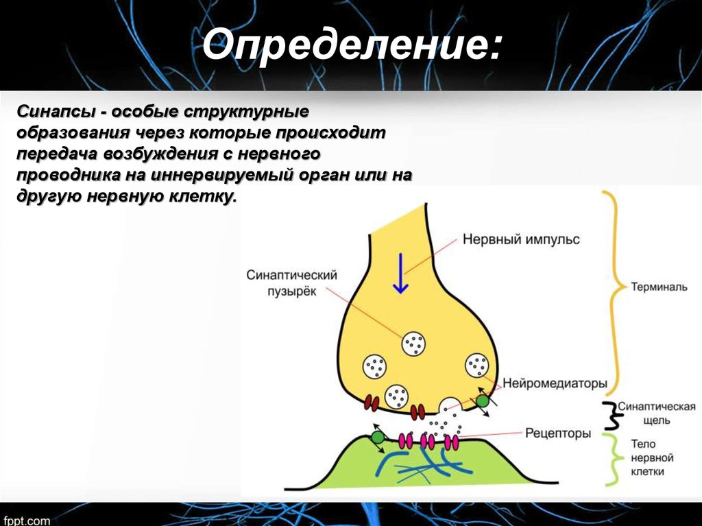 Схема передачи импульса через синапс