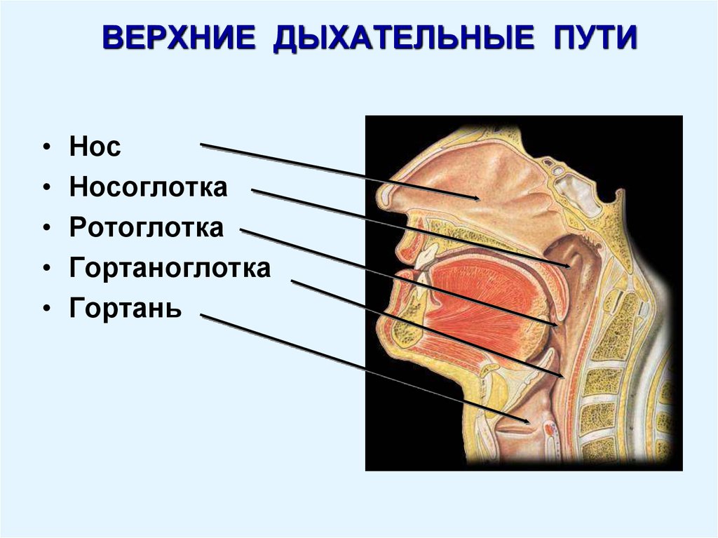 Верхние дыхательные пути презентация