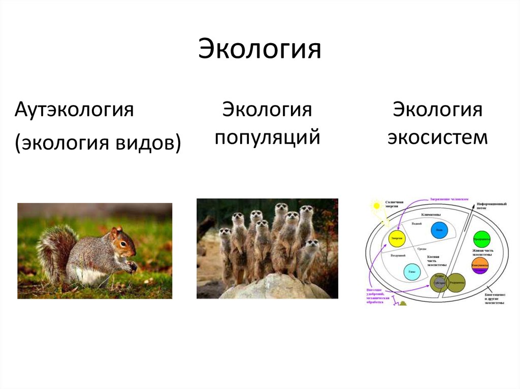 Экология популяций презентация