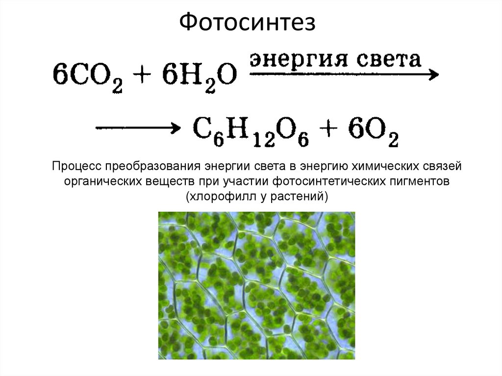 Органические соединения co2. Суммарная реакция фотосинтеза формула. Уравнение реакции фотосинтеза химия. Уравнение фотосинтеза с АТФ. Общая формула фотосинтеза биология.