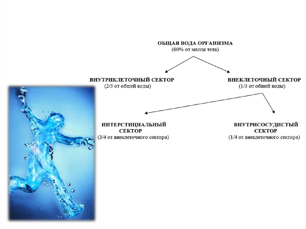 Вода в организме