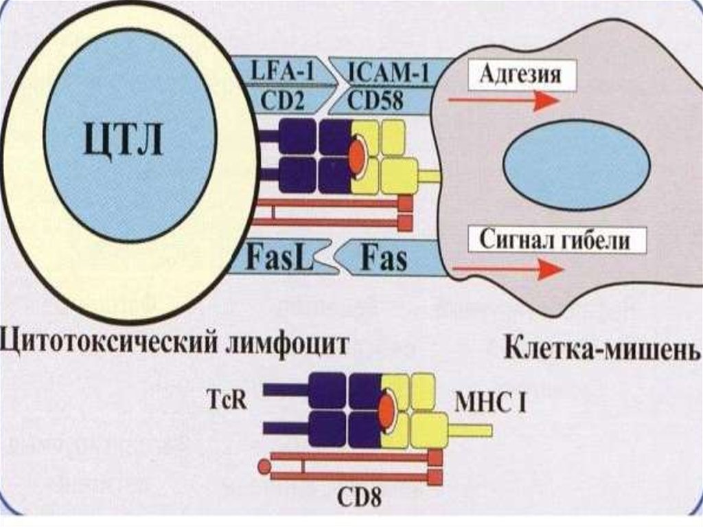 Презентация антигена лимфоцитам схема