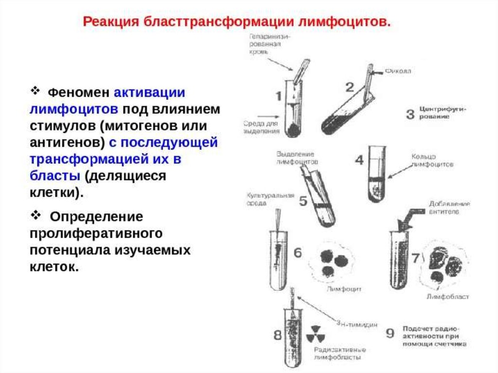 Реакция бласттрансформации лимфоцитов