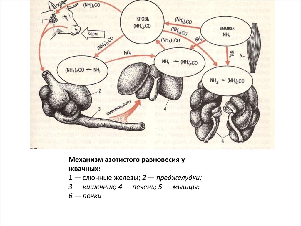 Кишечник жвачных. Обмен веществ у животных схема. Обменные процессы животных. Особенности белкового обмена у жвачных животных. Особенности углеводного обмена у жвачных.