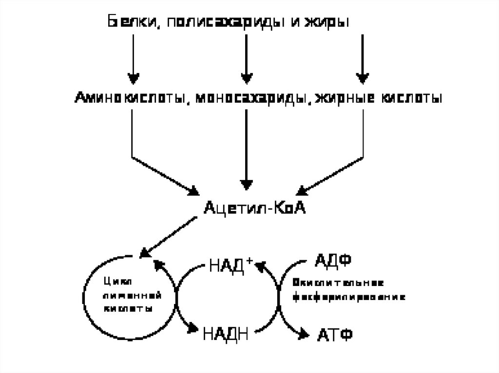 Продукт обмена веществ рыб. Схема обмен веществ и энергии б ж у. Метаболизм б5 схема.