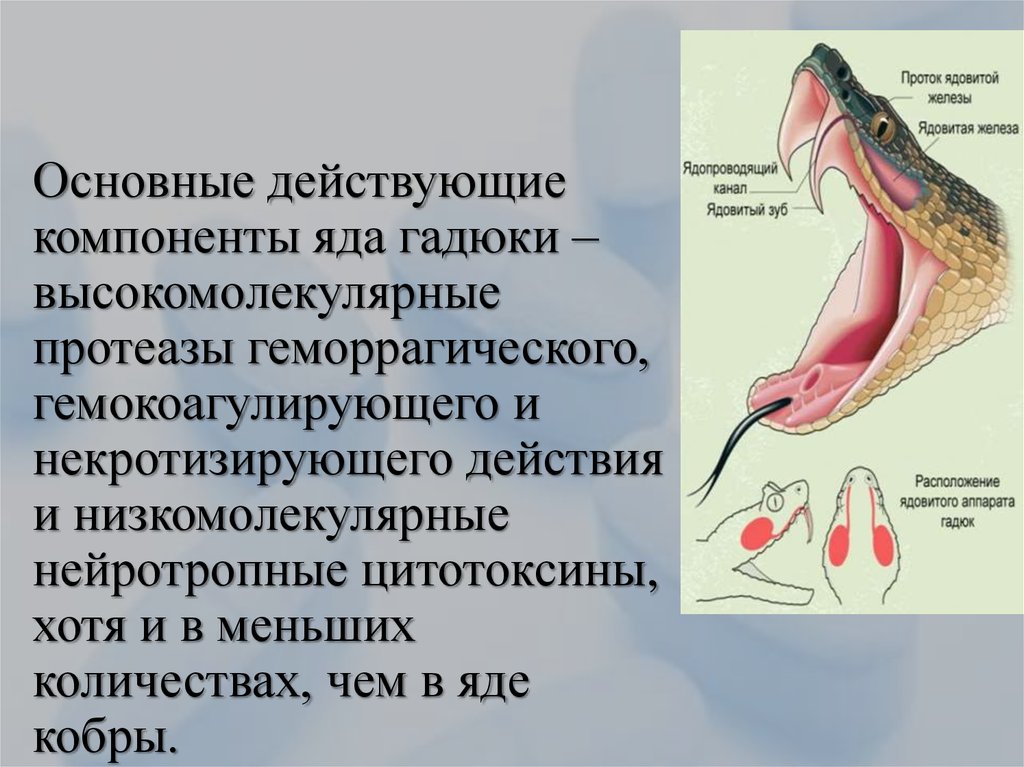 Действие яда гадюки