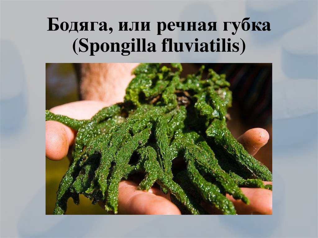 Бодяга, или речная губка (Spongilla fluviatilis)