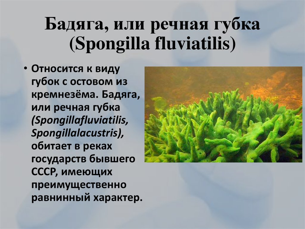 Бадяга животное. Пресноводная губка бадяга. Бадяга презентация. Бадяга (Речная губка) - Spongilla lacustris. Бедняга Пресноводная Тип.