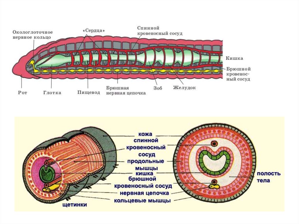 Полость тела не разделена перегородками. Система органов кольчатых червей 7 класс. Внешнее и внутреннее строение кольчатых червей 7 класс. Строение систем органов кольчатых червей. Строение кольчатых червей ЕГЭ.