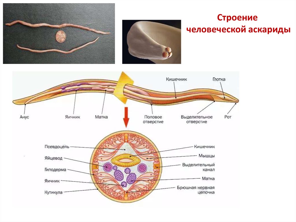 Аскарида особенности строения. Строение круглого червя аскариды. Выделительная система аскариды человеческой. Продольные мышцы аскариды. Тип круглые черви строение аскариды.