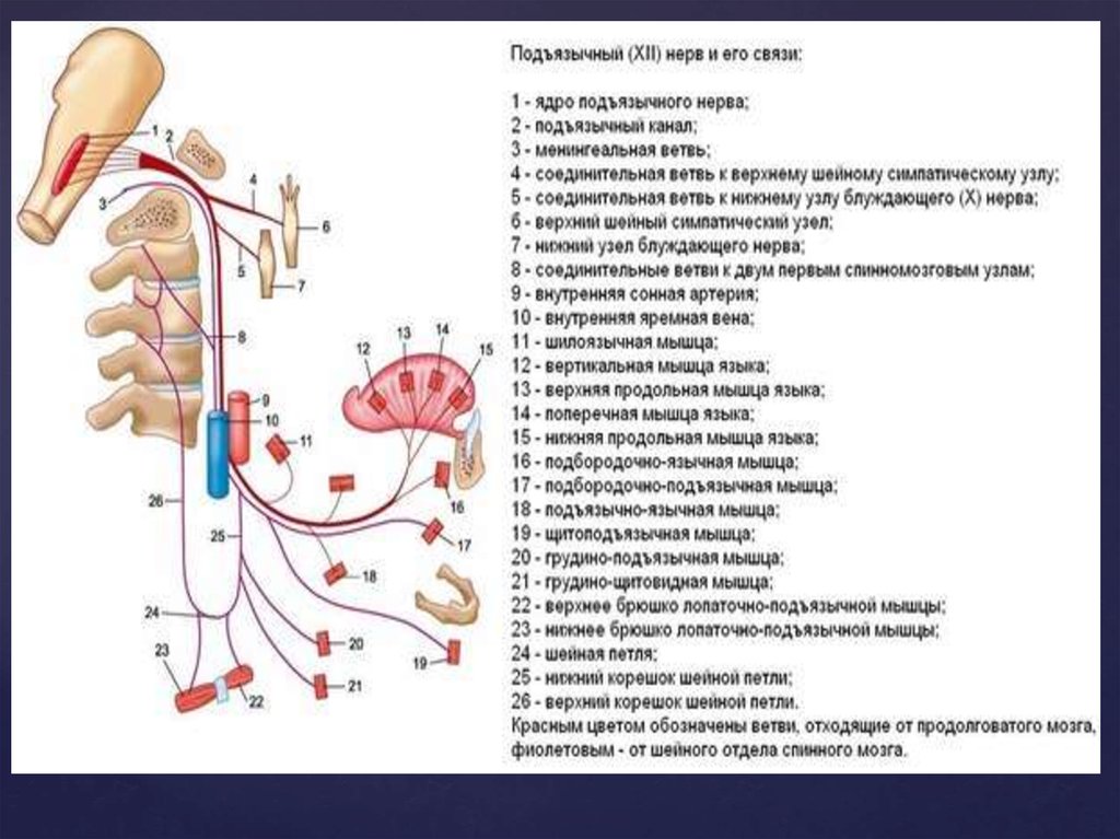 Подъязычный нерв. Подъязычный нерв нерв схема. Проводящий путь подъязычного нерва. Подъязычный нерв анатомия схема. Схема иннервации подъязычного нерва.