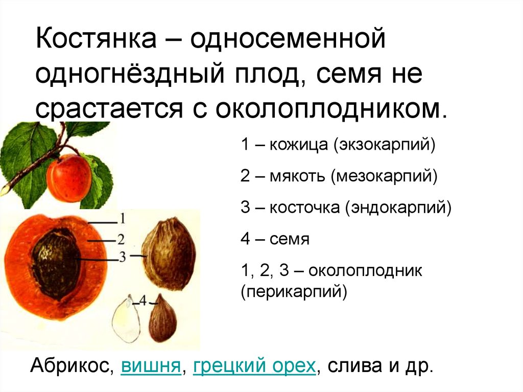 Плод это. Костянка строение околоплодника. Строение околоплодника ореха. Строение околоплодника плодов. Околоплодник и семя.