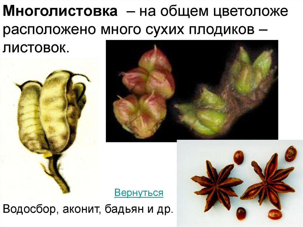 Плоды бадьяна с точки зрения ботаники являются. Многолистовка пиона плод. Многолистовка водосбора. Многолистовка плод характеристика. Сочная многолистовка.