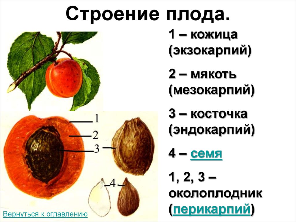 Что называют плодом. Строение плода эндокарпий. Строение плода экзокарпий. Строение плодов околоплодника. Строение косточковых плодов.