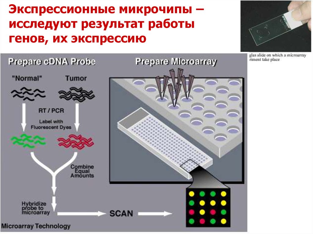 Днк микрочипы презентация