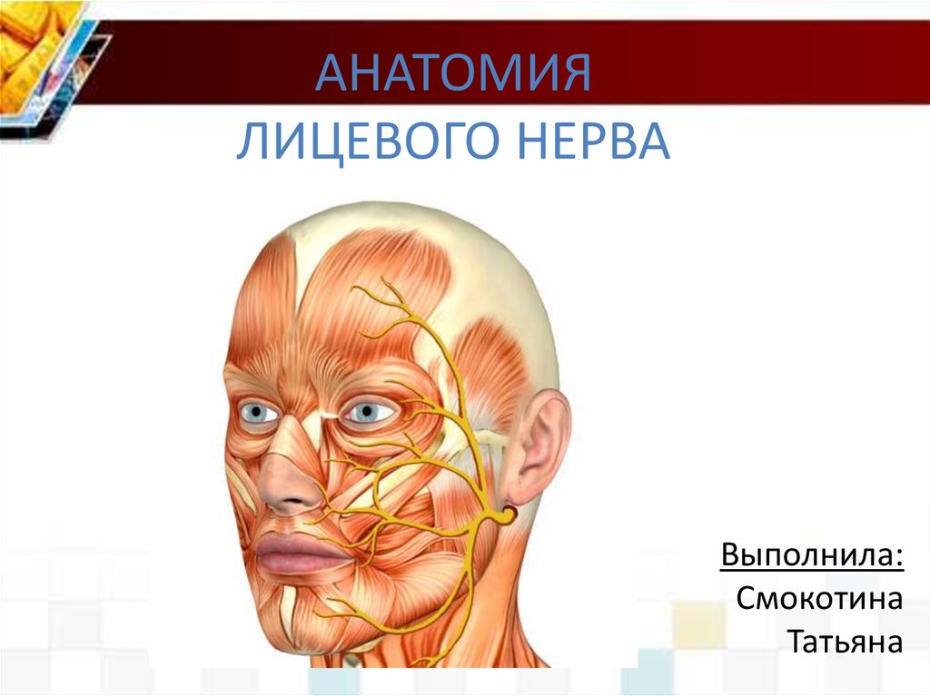 Правый лицевой нерв. Ход лицевого нерва на лице. Лицевой нерв. Расположение ветвей лицевого нерва.