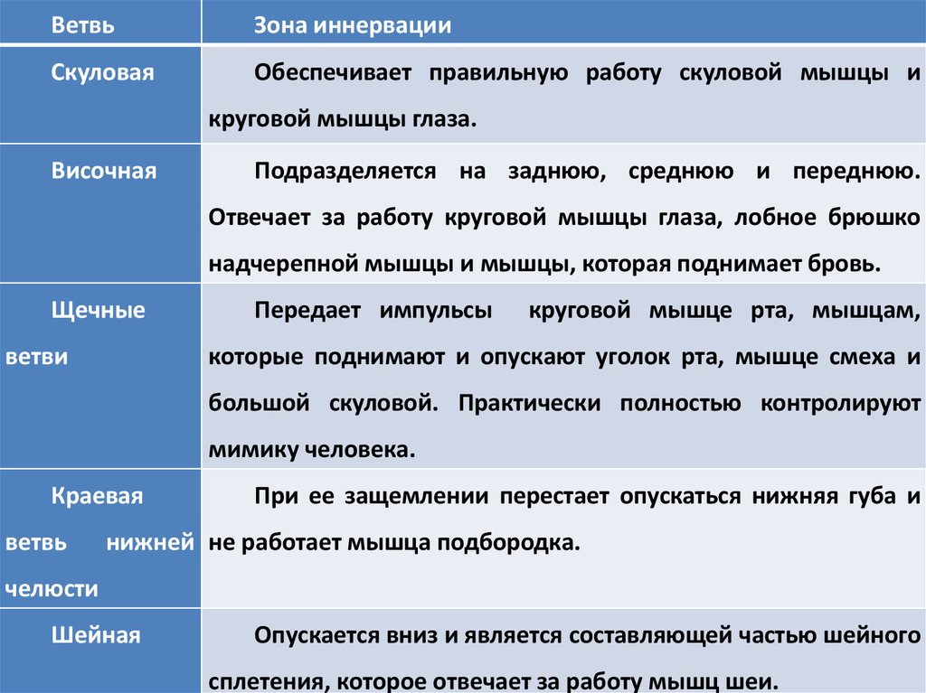Анатомия лицевого нерва - online presentation