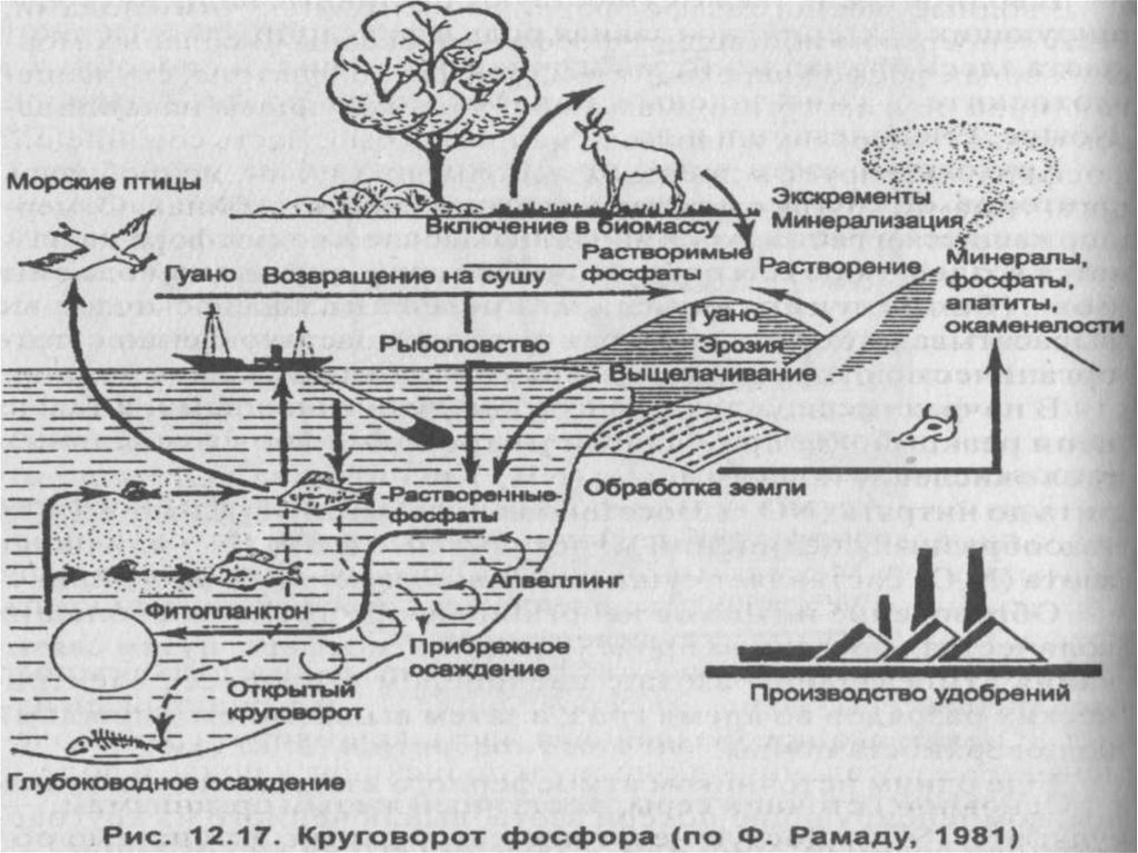 Какие круговороты веществ на земле вы знаете. Круговорот азота в биосфере. Круговорот фосфора в биосфере. Круговорот веществ в биосфере схема. Круговорот углерода и фосфора в биосфере.