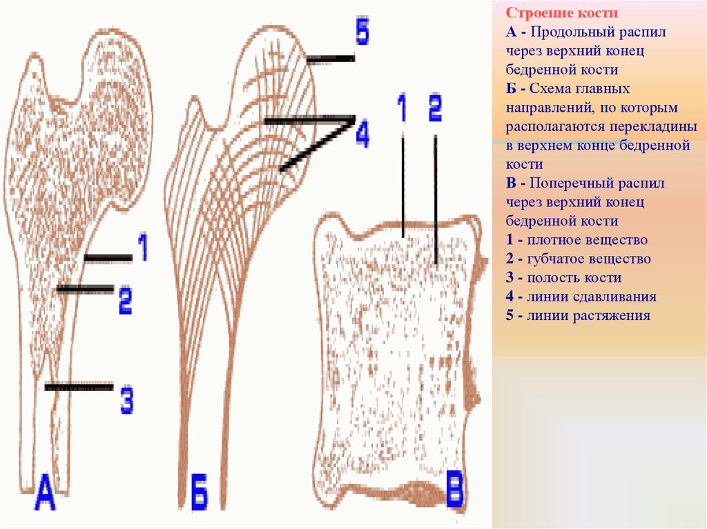 Кости линя. Полость кости строение. Распил кости. Косточка схема.