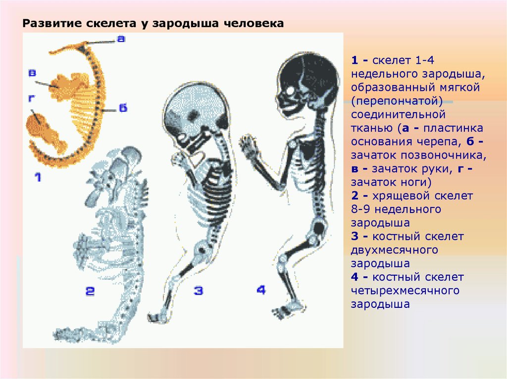 Формирование скелета рисунок