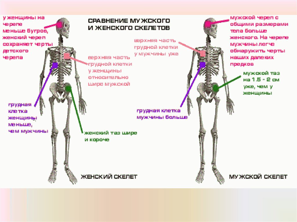 Чем отличается мужской от женского. Сравнение мужского и женского скелета. Строение мужского и женского скелета. Сравнение скелета мужчины и женщины. Строение скелета мужчины и женщины различия.