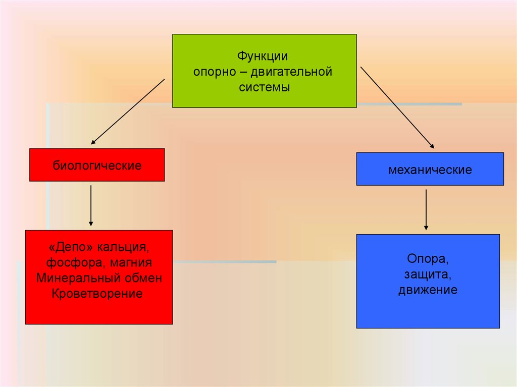 Движение защита. Защита опора защита опора опорно двигательной системы. Минеральный обмен функция опорно-двигательной системы. Защита и опорная функция. Функции опоры защиты и движения выполняет.