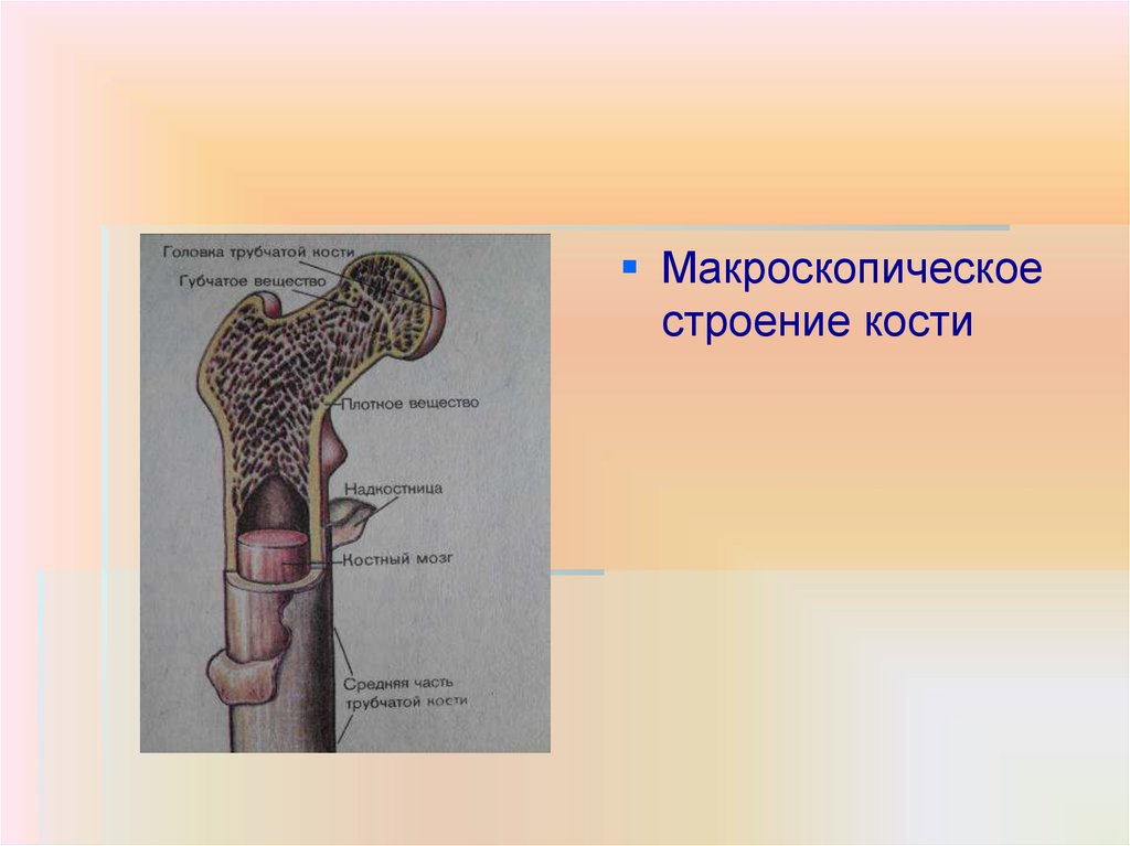 Головка трубчатой кости. Макроскопическостроение кости. Макроскопическое строение кости. Макроскопическое строение трубчатой кости. Головка трубчатой кости функции.