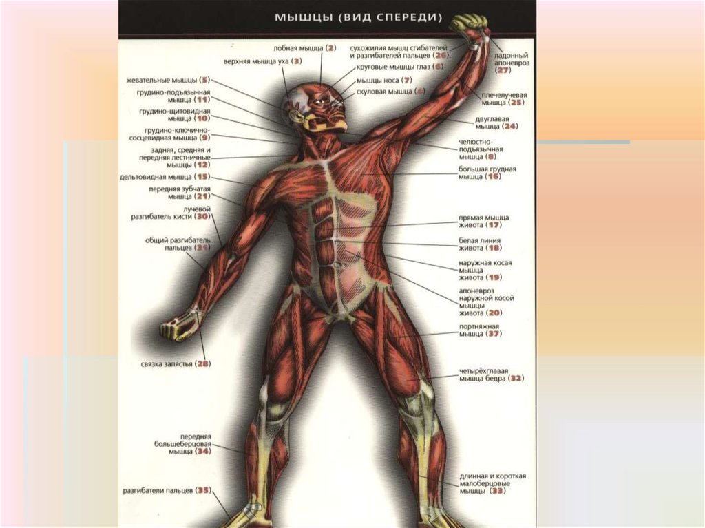 Возрастная анатомия человека. Мышцы вид спереди. Возраст анатомия. Общий вид органов человека мышцы вид спереди.