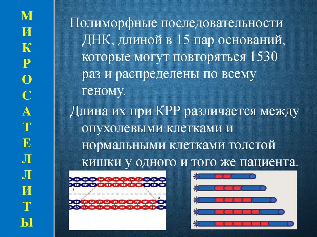 Длина днк. Полиморфные последовательности ДНК. Длина ДНК человека. Длина ДНК человека в метрах.