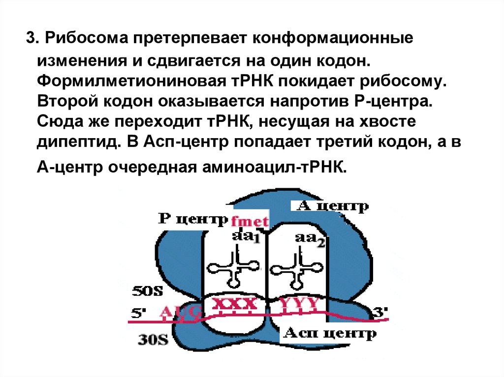 Сборка рибосом. Центры рибосомы. Кодон рибосомы. Т РНК В рибосоме. Один кодон.