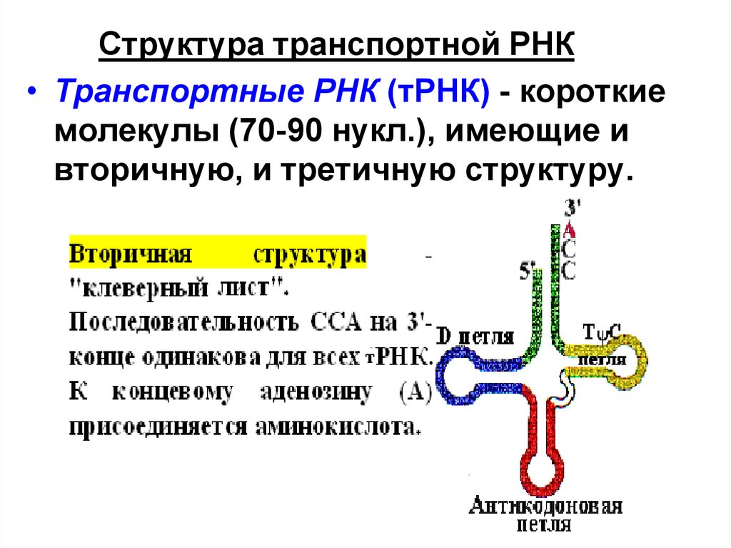 Описание молекул рнк. Структуры РНК первичная вторичная и третичная. Первичная вторичная третичная структура т РНК. Первичная вторичная и третичная структура ТРНК. Первичная структура ТРНК формула.