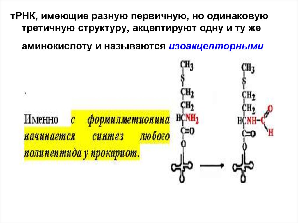 Т рнк. Изоакцепторные. Изоакцепторными ТРНК. Изоакцепторный это. Изоакцепторные ТРНК примеры.