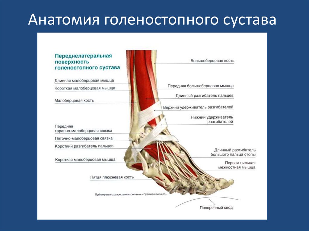 Боль в ногах голеностопного сустава. Голеностопный сустав анатомия строение мышцы. Сухожилия голеностопного сустава анатомия.