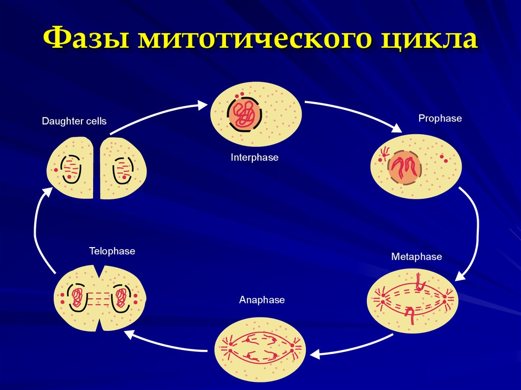 Жизненный цикл соматической клетки. Клеточный митотический цикл клетки. Клеточный митотический цикл клетки периоды. Митотического жизненного цикла клетки. Жизненный цикл клетки митотический цикл клетки.