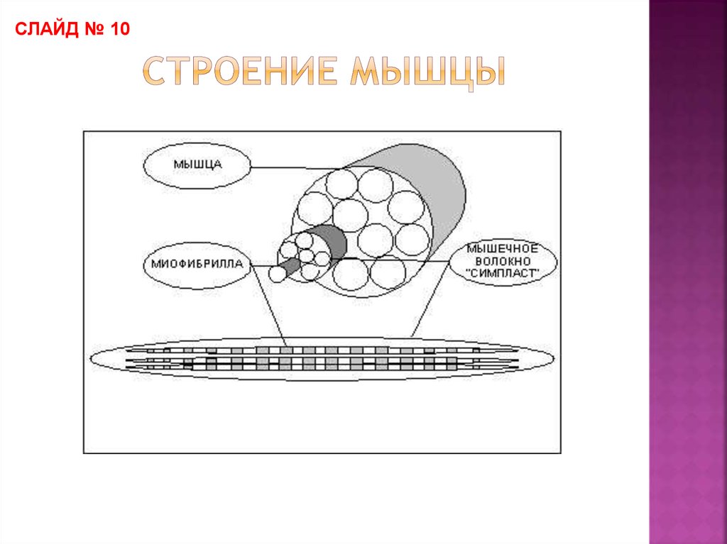 Мышечное волокно рисунок