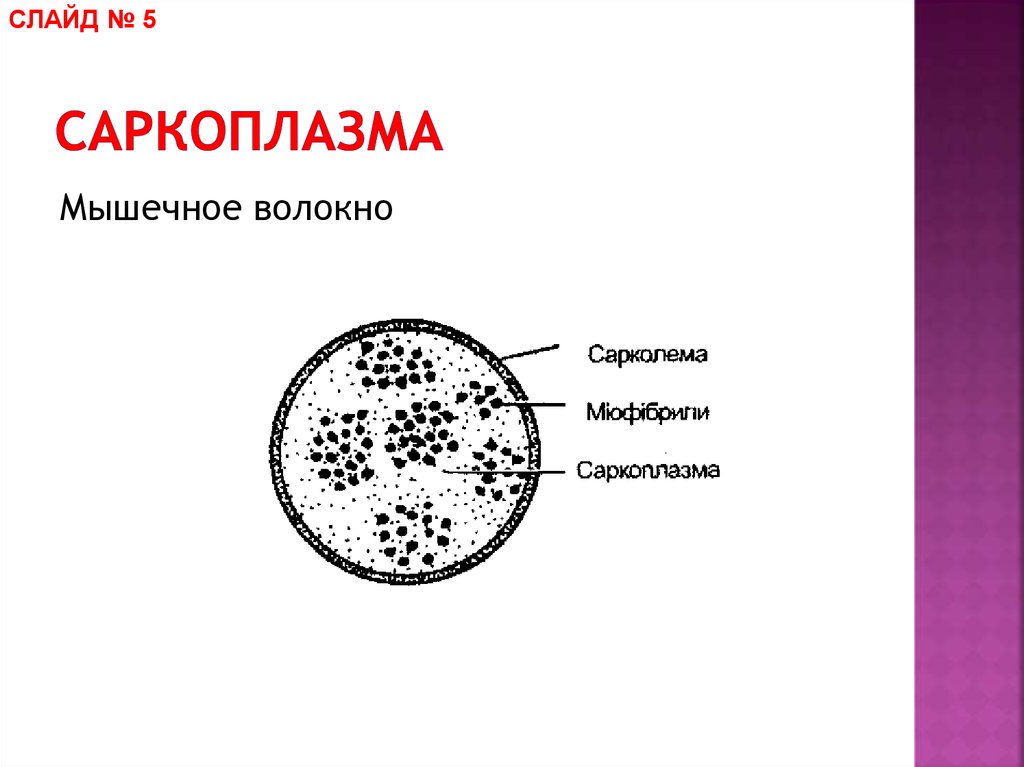 Саркоплазма. Химический состав саркоплазмы.. Саркоплазма мышечного волокна. Саркоплазма строение. Состав саркоплазмы мышечного волокна.