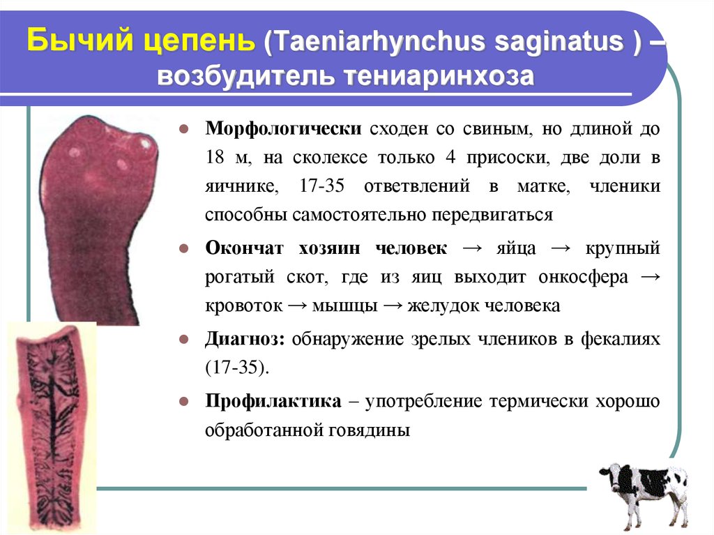 Бычий цепень (Taeniarhynchus saginatus ) – возбудитель тениаринхоза