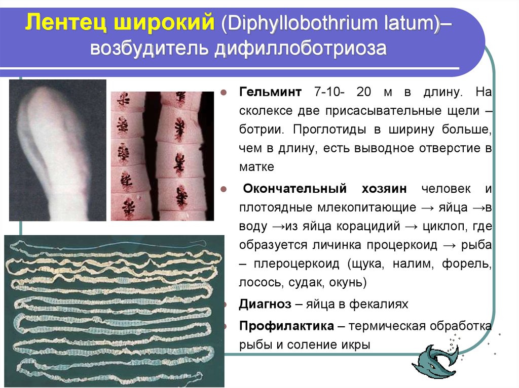 Лентец широкий (Diphyllobothrium latum)– возбудитель дифиллоботриоза