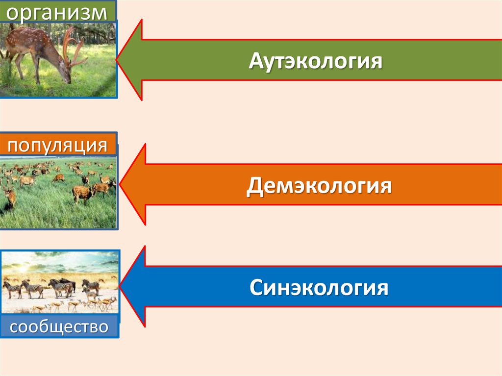 Аутэкология. Аутэкология и синэкология. Синэкология демэкология. Аутэкология это экология.