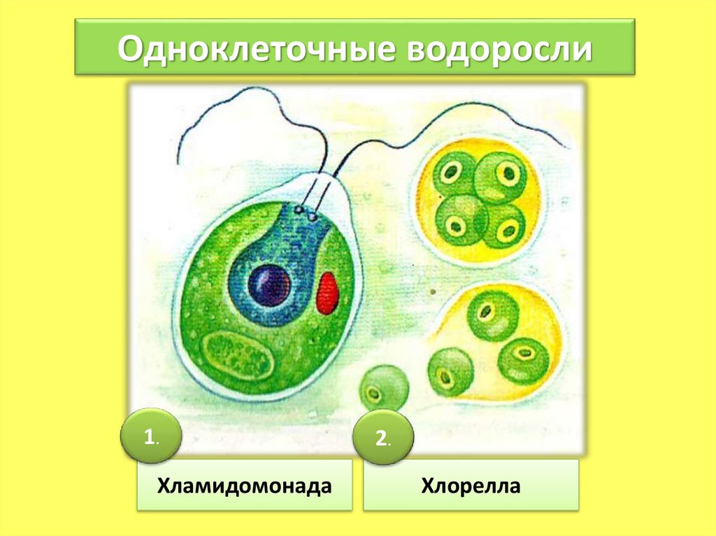 Появление одноклеточных водорослей. Хламидомонада и хлорелла. Строение одноклеточной водоросли хламидомонады. Строение хламидомонады и хлореллы. Строение одноклеточной водоросли хламидомонады рисунок.