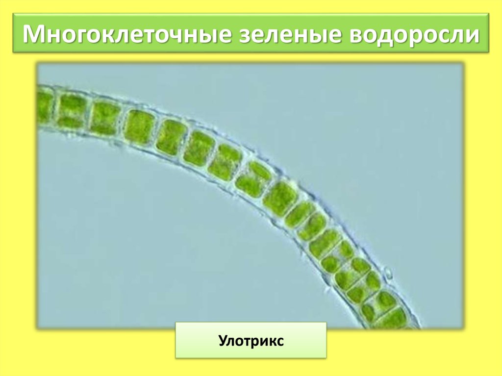 Многоклеточные водоросли состоят из большого числа. Зеленые водоросли улотрикс. Улотрикс многоклеточная. Нитчатая водоросль улотрикс. Ламинария и улотрикс.