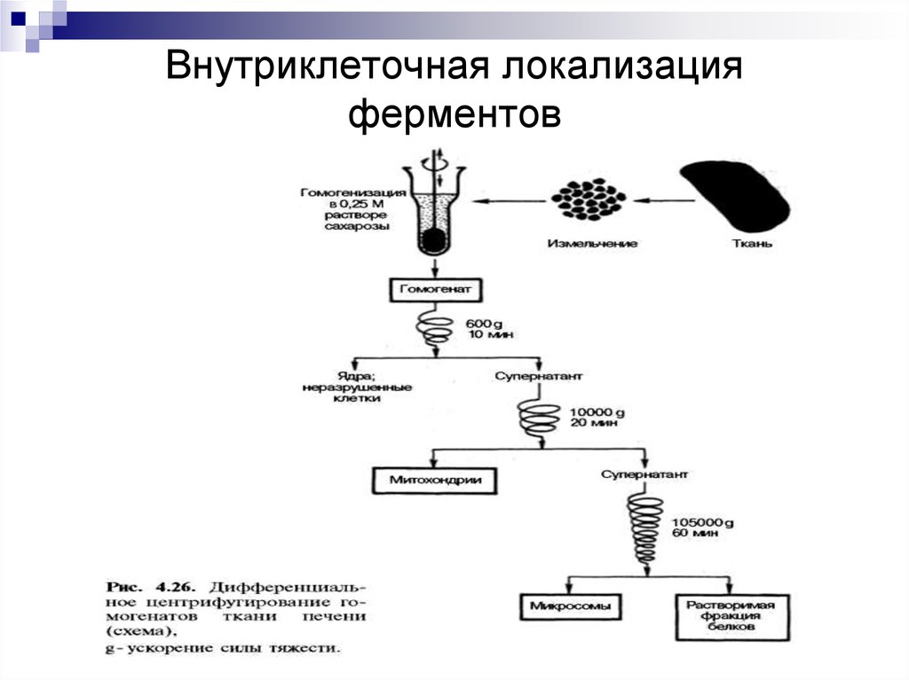 Схема производства ферментов